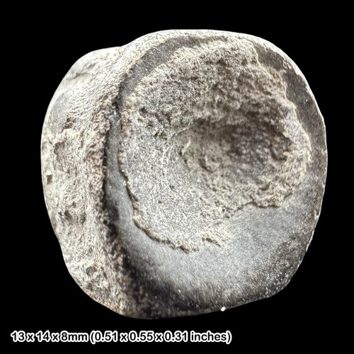 Ichthyosaurier fossiler wirbel - ichthyosaurier,