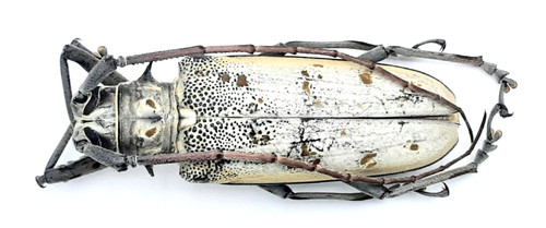 Cerambycidae batocera - cerambycidae,,
