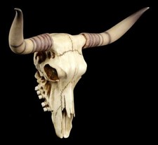 Longhorn Rinderschädel -