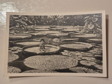 AK-PK - München - Botanischer