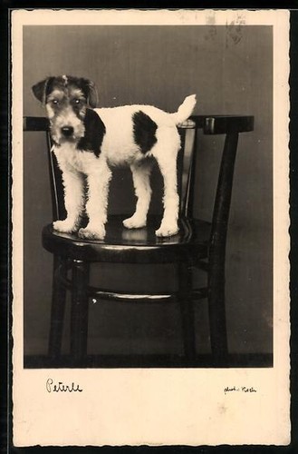 Ansichtskarte peterle terrier - ansichtskarte,