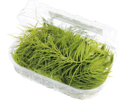 Hornkraut ceratophyllum - -,