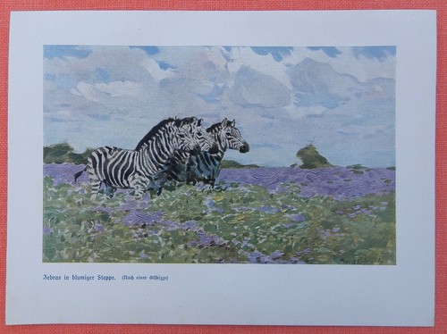 Zebras blumiger steppe - blumiger,