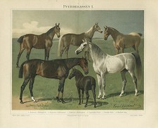 Pferderassen I. Halbblut Norfolk Pony Meyers Original Holzstich SUPER 213