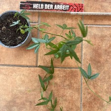 Rar Bananen-Tumbo Curuba - keine Maracuja Pflanze aus Bolivien/Peru