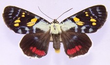 Agarista agricola aus