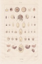 Ovologie Vogel Eier eggs