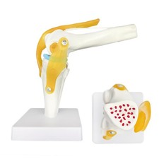 Kniegelenk anatomie modell - kniegelenk,