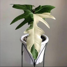 Philodendron white Dragon