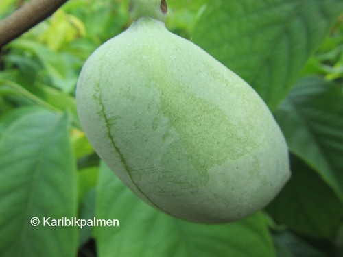 Asimina triloba pawpaw - triloba, pawpaw-