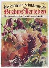 Originalzeichnung Brehms Tierleben Entwurf Titelbild 50er Wilhelm Eigener  