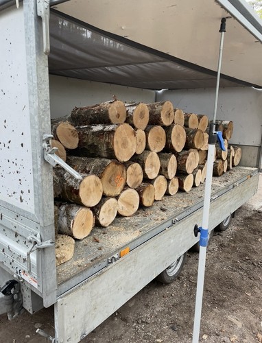 Brennholz stammholz buche - brennholz,