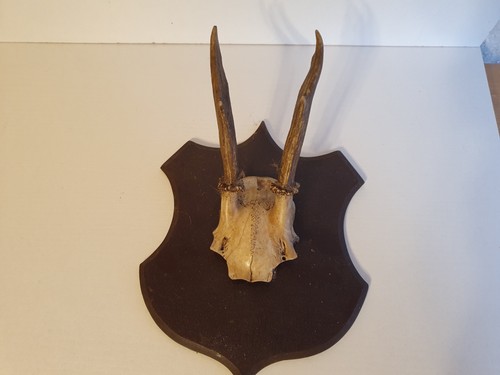 Rehgeweih rehbock alter ca - rehgeweih, alter: