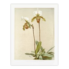 F Sander Cypripedium Leeanum