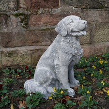 Golden Retriever Hund
