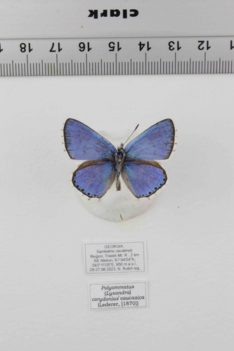Schmetterling entomologie - schmetterling,