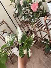 Syngonium Albo Variegated USPS
