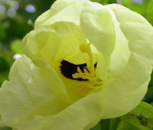 Samen seltener duftender - samen,