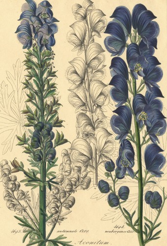 Eisenhut aconitum autumnale - -,