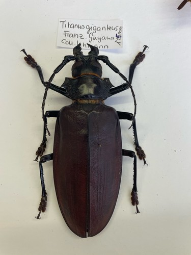 Entomologie*Celeoptera*Titanus