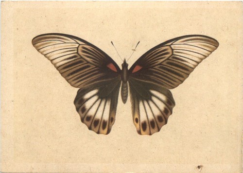 Schmetterling indischer - -,