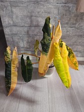 philodendron billietiae