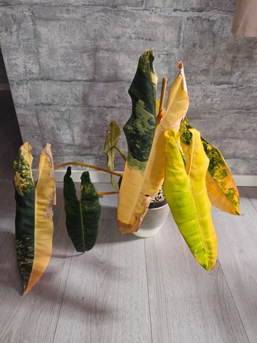 Philodendron billietiae - philodendron,