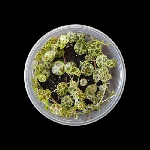 Peperomia prostrata