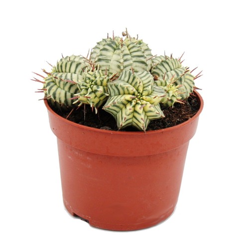 Euphorbia meloformis variegata