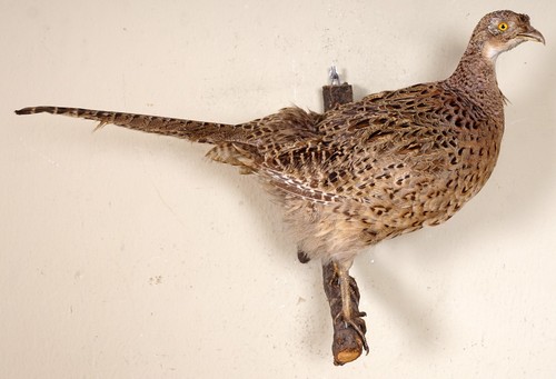 Schöner jagdfasan pheasant - jagdfasan,