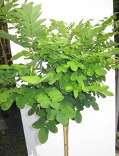 Hochstamm Kugelakazie