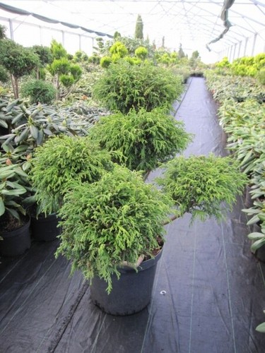 Chamaecyparis pisifera