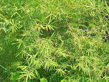 Samen vom immergrünen