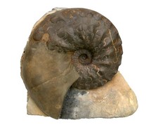 Trias  Standstück mit  Ceratites nodosus  Vorzüglicher Ceratit  Lindach  40-11