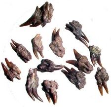 Perm Hai Reptil Amphibienzahn