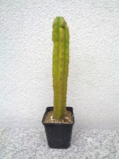 San Pedro Kaktus