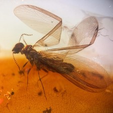 Termit in Burmesisch / Burmit Amber Fossil / 100% echter Bernstein 