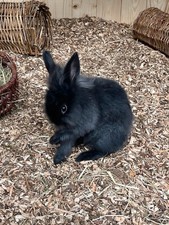 Waldboden-Einstreu für Kaninchen und Hamster 11kg (ca. 60 Liter)