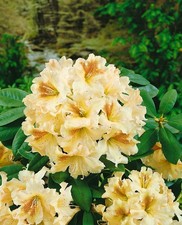 Rhododendron Hybr. 'Bernstein', gelb-orange, 30–40 cm