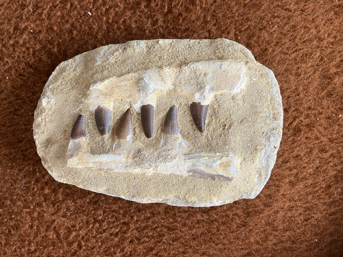 Mosasaurus