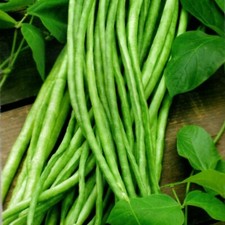 Bohnen Schlangenbohne