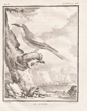 Bienenfresser Bee-eater Vogel