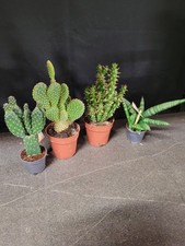 4 verschiedene Kakteen /Sukkulenten im 6 und 8 cm Topf  Kaktus 🌵 