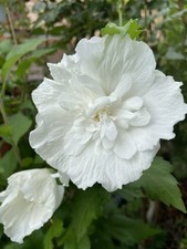 Hibiskus 20 Samen Weiß Gefüllt Von 2024 Roseneibisch Winterhart Sammeln Möglich