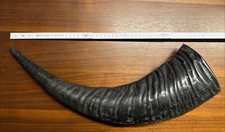 Wasserbüffelhorn Horn Büffel 