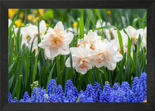 Schöne blumen gerahmtes - schöne,