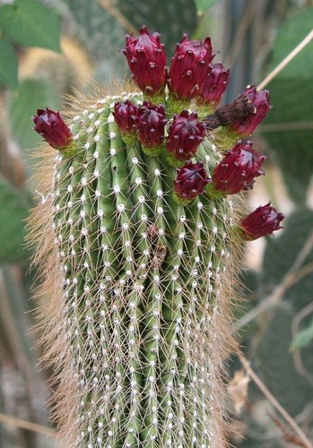 Riesen kaktus neobuxbaumia - riesen,