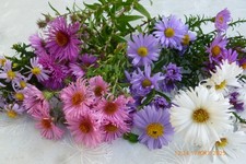 herbst astern , ein Mix aus 6 versch. Astern , 2 Rau- und 4 Glattblattastern , 