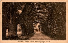 AK GRUSS AUS OSTPREUSSEN STEINORT ANGERBURG GUMBINNEN ALLEE 1000 JÄHRIGEN EICHEN