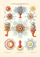 Hydromedusen Röhrenquallen